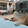 Obi-waf a rejoint le concours — aidez-le/la à gagner de superbes lots ! backwards_cap, balcony, beard_like_fur, building, canine, close_up, courtyard, dog, funny, hat, house, outdoor, patio, people, pet, portrait, scruffy_fur, sunny, table, vacation