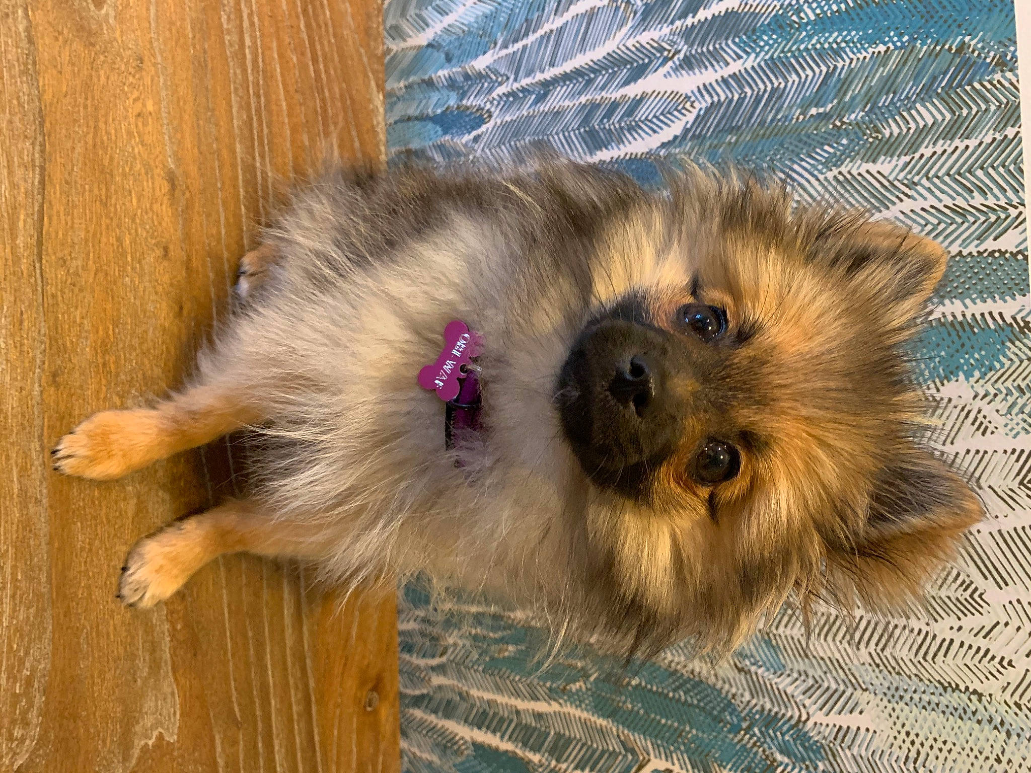 Obi-waf participe au concours pour gagner de l'argent avec cette photo : ancient_dog_breeds, canidae, carnivore, claw, companion_dog, dog, dog_breed, fawn, flooring, fur, hardwood, paw, snout, sporting_group, terrestrial_animal, whiskers, wood