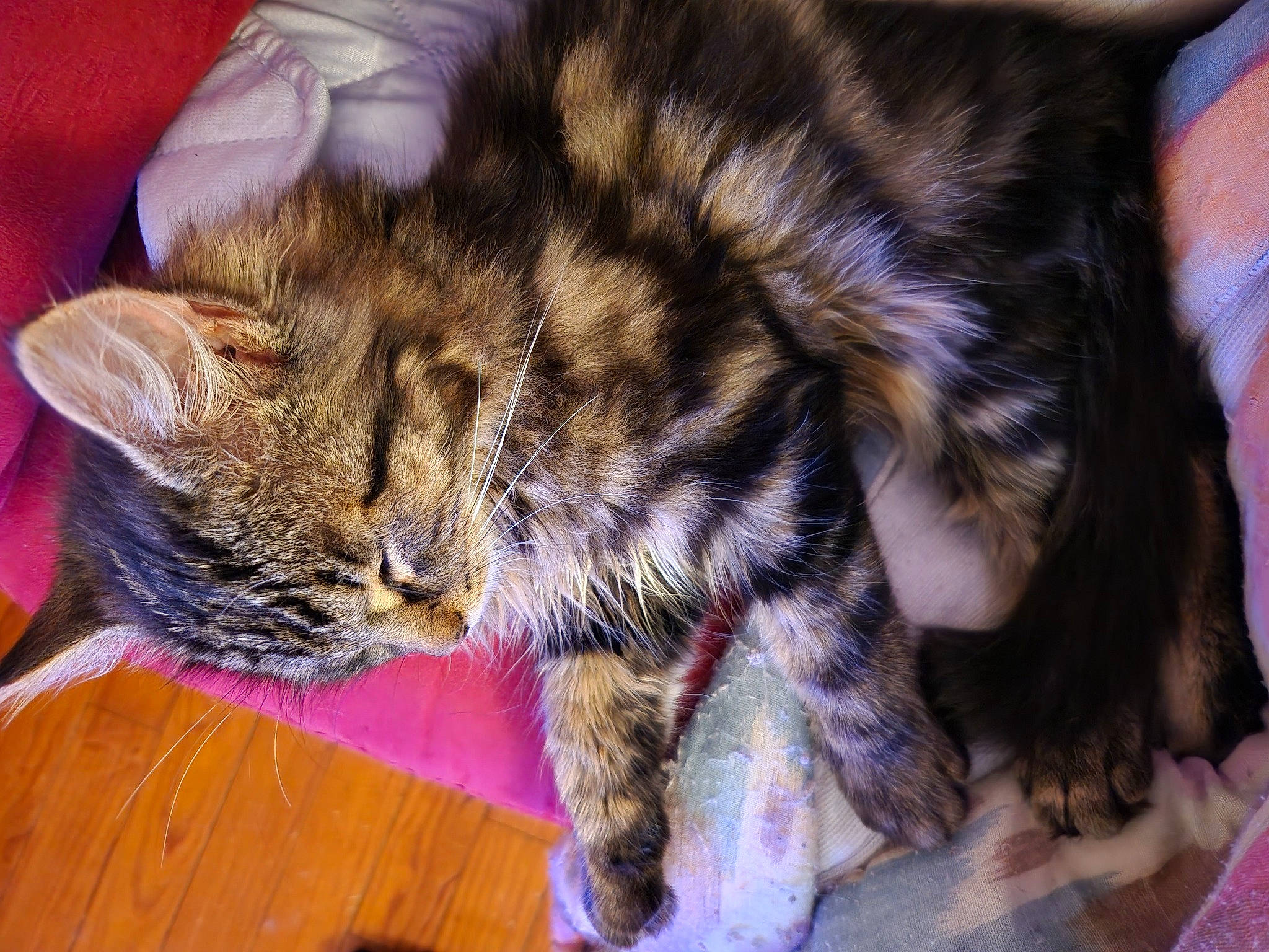 Bouboule participe au concours pour gagner de l'argent avec cette photo : carnivore, cat, claw, comfort, domestic_short_haired_cat, felidae, flooring, fur, hardwood, nap, paw, small_to_medium_sized_cats, snout, tail, terrestrial_animal, whiskers, wood