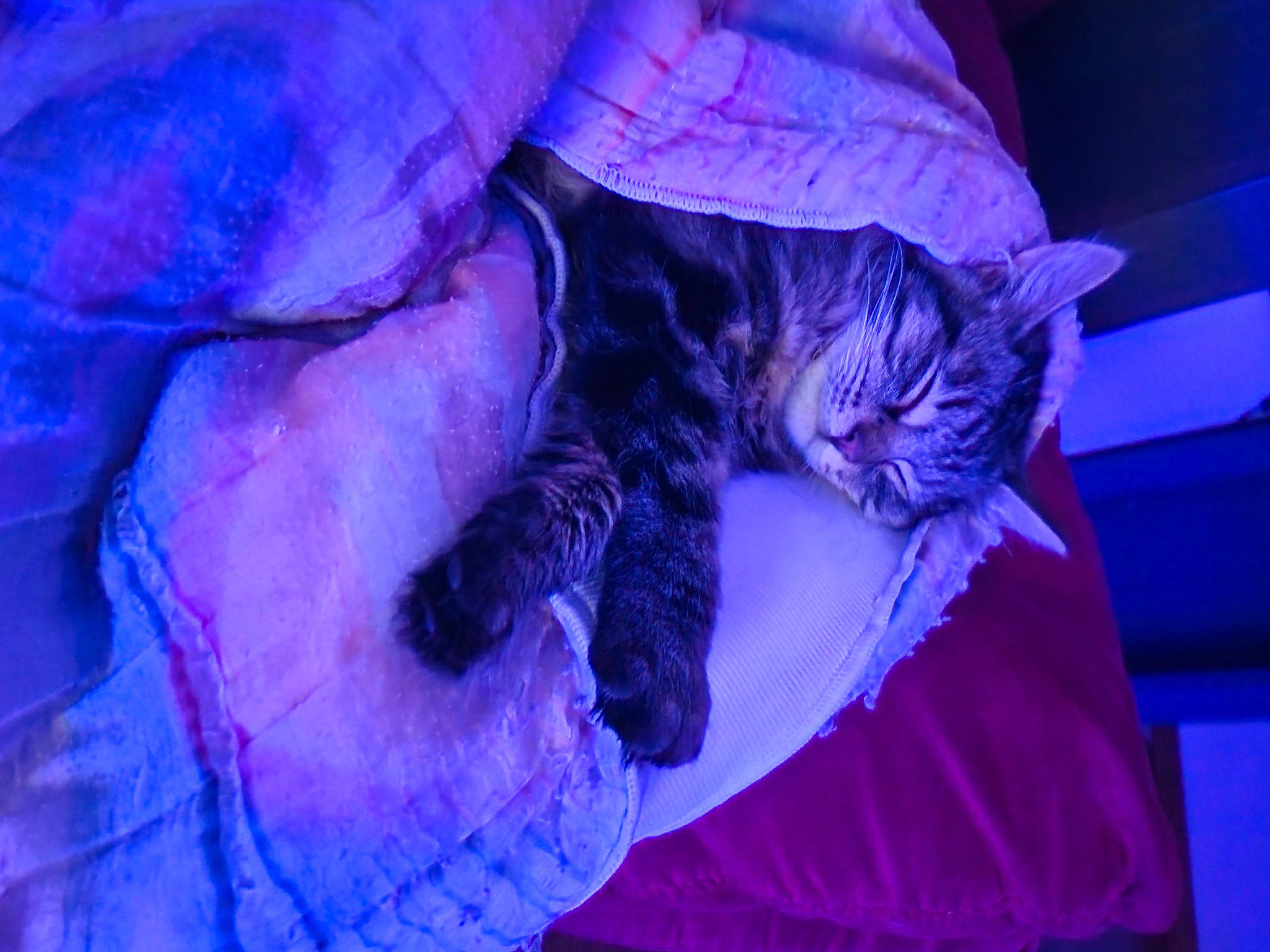 Bouboule participe au concours pour gagner de l'argent avec cette photo : blue, carnivore, cat, comfort, darkness, domestic_short_haired_cat, door, electric_blue, felidae, fur, magenta, pink, plant, purple, small_to_medium_sized_cats, snout, tail, violet, whiskers