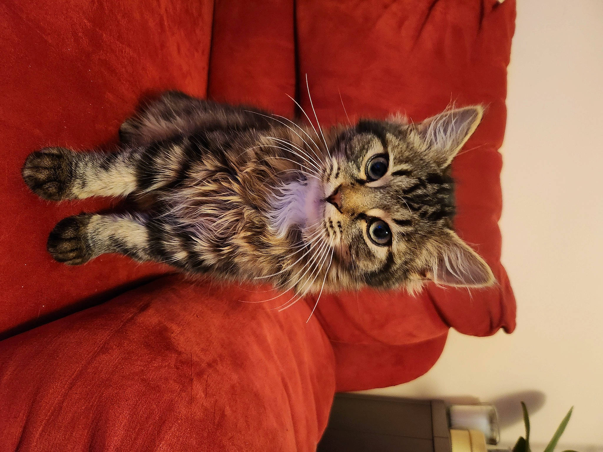 Bouboule participe au concours pour gagner de l'argent avec cette photo : carnivore, cat, claw, comfort, domestic_short_haired_cat, ear, felidae, fur, paw, plant, small_to_medium_sized_cats, snout, tail, terrestrial_animal, whiskers