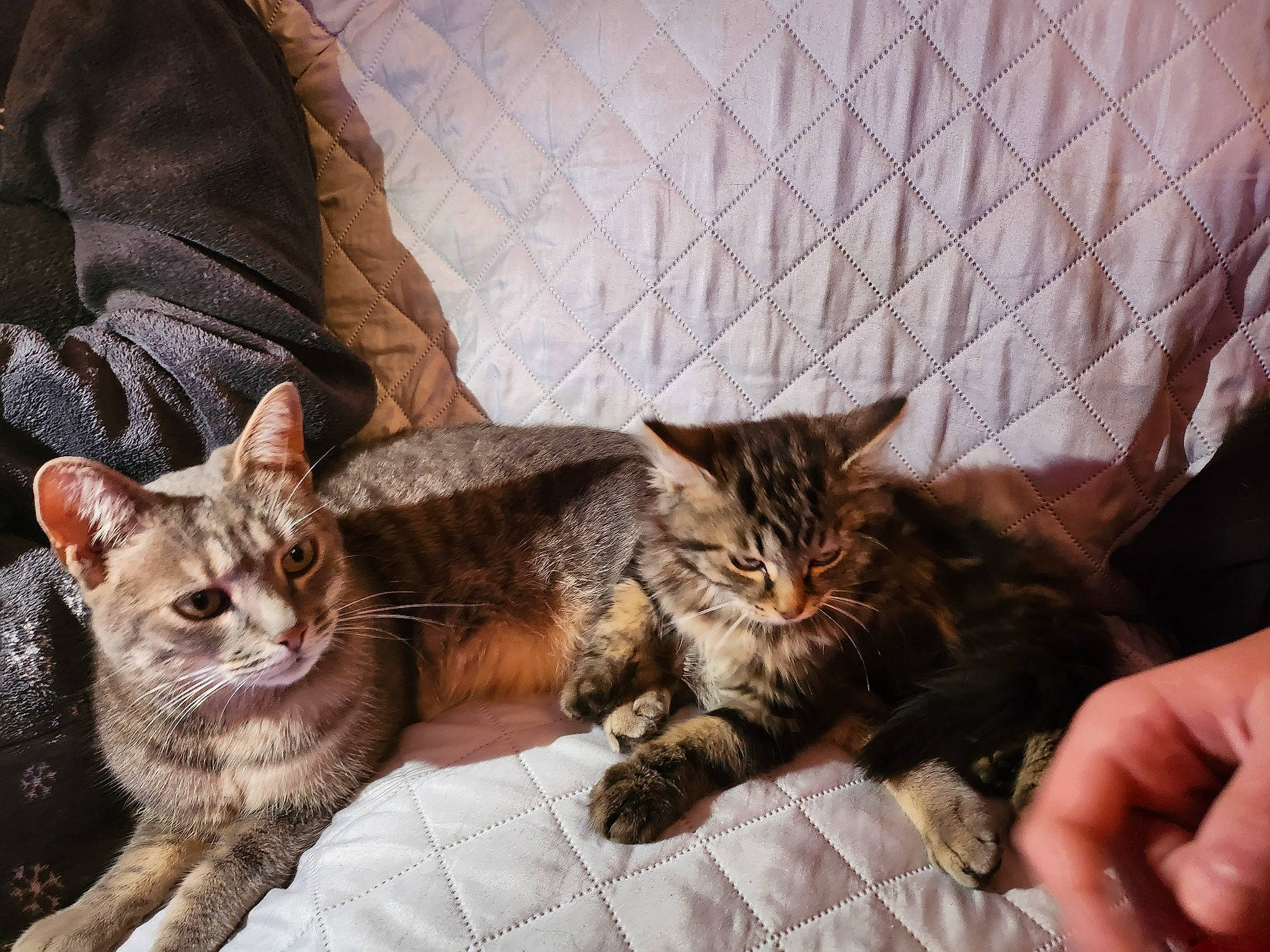 Bouboule a rejoint le concours — aidez-le/la à gagner de superbes lots ! bed, carnivore, cat, claw, comfort, domestic_short_haired_cat, eye, fawn, felidae, fur, nap, paw, sitting, small_to_medium_sized_cats, snout, tail, thumb, tree, whiskers