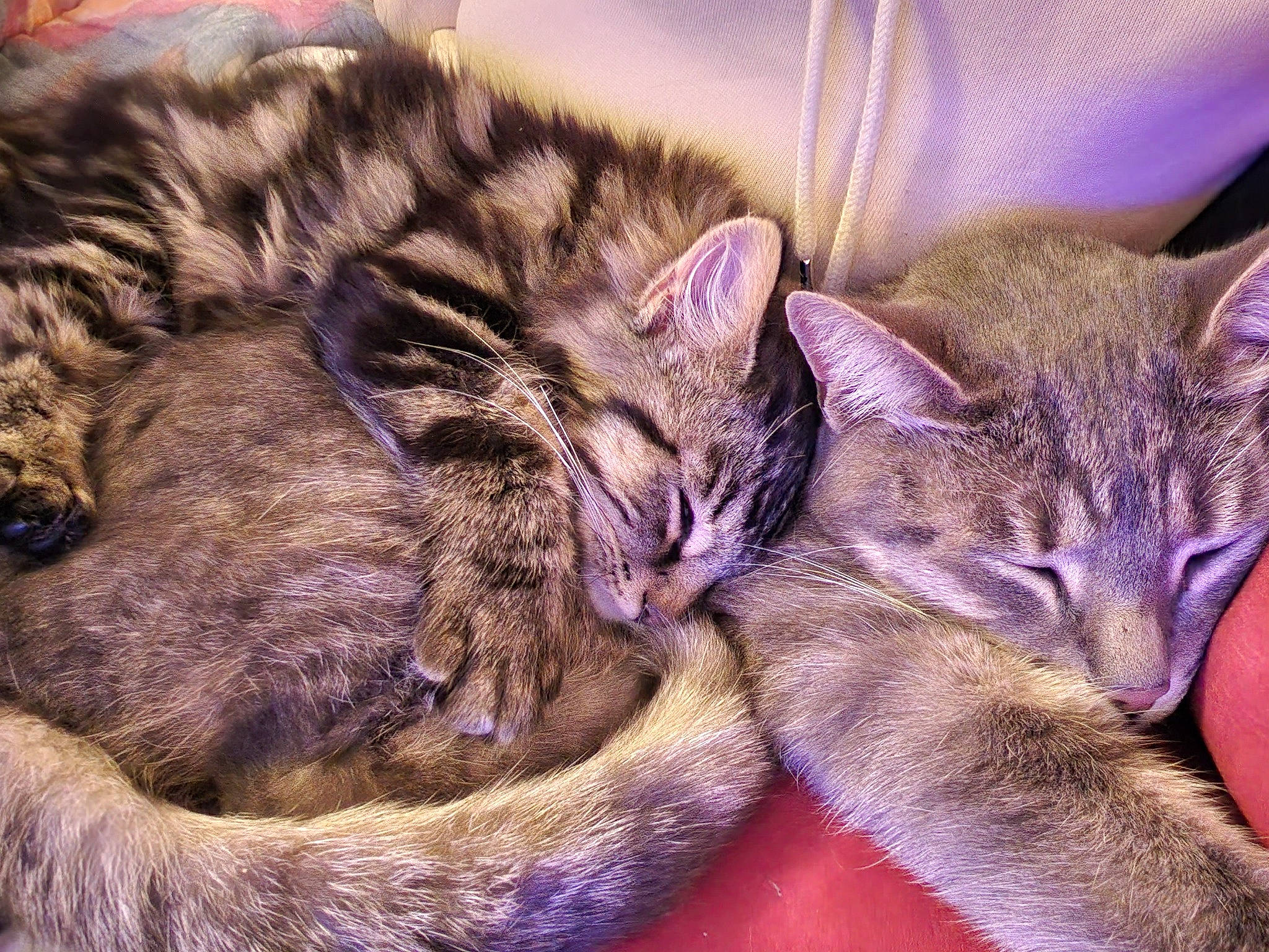 Bouboule a rejoint le concours — aidez-le/la à gagner de superbes lots ! carnivore, cat, claw, close_up, comfort, domestic_short_haired_cat, eye, felidae, fur, mammal, nap, paw, sleep, small_to_medium_sized_cats, snout, tail, terrestrial_animal, whiskers, wildlife