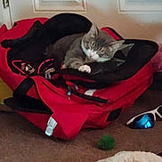 Star is registered to the contest to win money with this photo: accessories, backpack, carpet, cat, cozy, door, floor, fur, gray_cat, household, indoor, pet, portrait, red_bag, relaxing, sleeping, sunglasses, toy_ball, white_paws, zipper