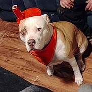 Zara Elizabeth is registered to the contest to win money with this photo: dog, orange_bandana, can, wooden_floor, couch, person, sitting, indoor, pet, brown_and_white_dog, looking_up, household, flooring, casual, seated_person, domestic_animal, can_balancing, animal_portrait, curious, indoor_lighting