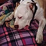 Zara Elizabeth is registered to the contest to win money with this photo: dog, plaid_blanket, stuffed_toy, indoor, resting, pet, snuggling, cozy, brown, white, collar, paw, comfort, bed, animal, fur, toy, sleepy, relaxed, home
