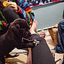 black_dog, blanket, bottle, can, casual, clothing, cracker, dog, floor, foot, hand, indoor, leg, paw, person, plastic_bottle, puppy, room, sitting, striped_sweater