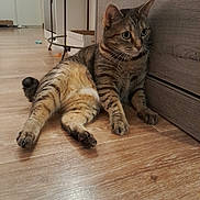 Lola participe au concours pour gagner de l'argent avec cette photo : alert, animal, cabinet, cat, cute, domestic, ears, floor, furniture, home, indoor, looking, mammal, paws, pet, relaxed, striped, tabby, whiskers, wooden_floor