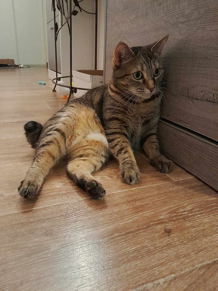 Lola