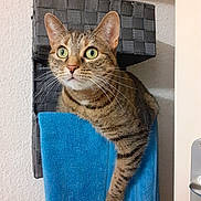 Lola participe au concours pour gagner de l'argent avec cette photo : cat, tabby, green_eyes, curious, paw, towel, blue_towel, towel_rack, basket, woven, indoor, wall, texture, pet, animal, feline, close_up, home, door_handle, door