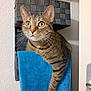 cat, tabby, green_eyes, curious, paw, towel, blue_towel, towel_rack, basket, woven, indoor, wall, texture, pet, animal, feline, close_up, home, door_handle, door