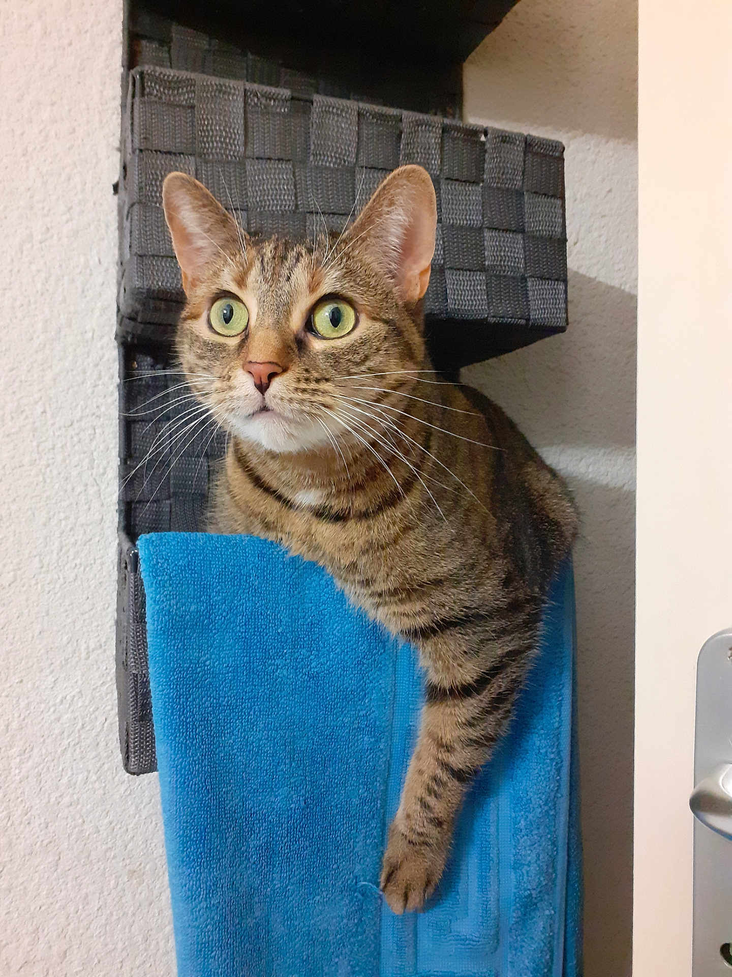 Lola participe au concours pour gagner de l'argent avec cette photo : cat, tabby, green_eyes, curious, paw, towel, blue_towel, towel_rack, basket, woven, indoor, wall, texture, pet, animal, feline, close_up, home, door_handle, door