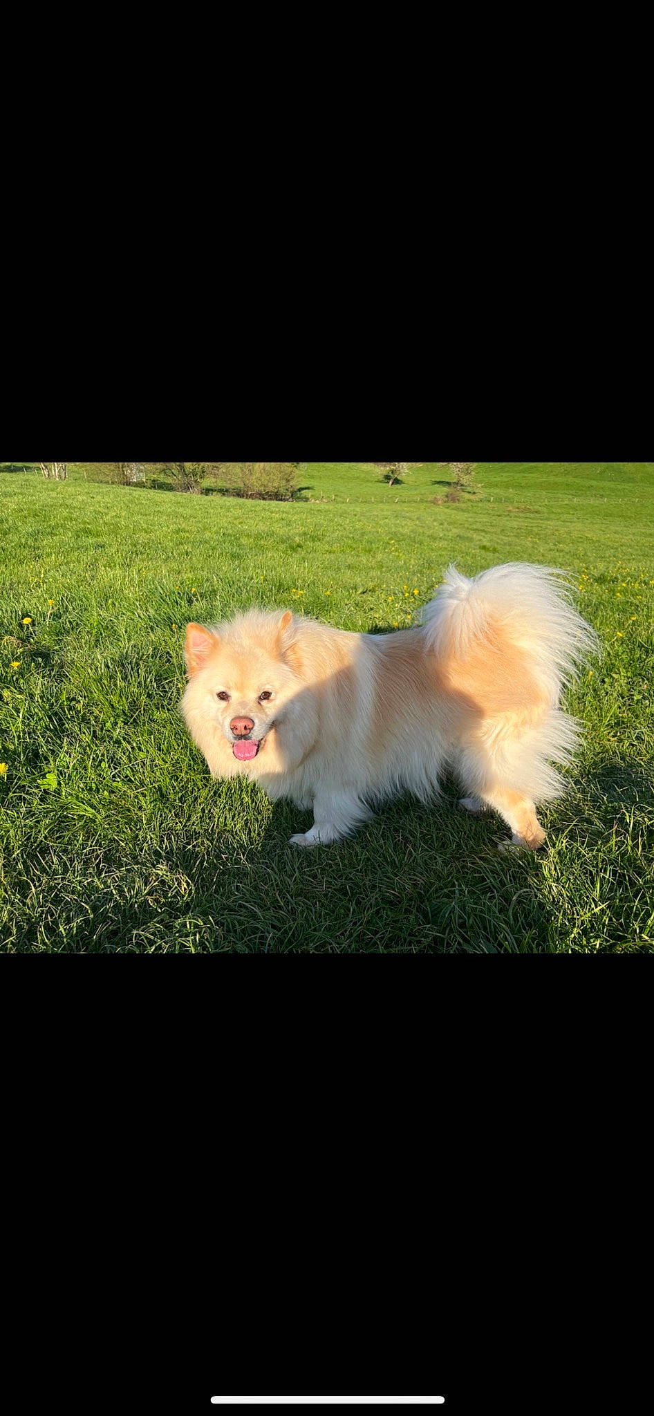 Layko participe au concours pour gagner de l'argent avec cette photo : american_eskimo_dog, canidae, carnivore, companion_dog, dog, dog_breed, fawn, german_spitz, german_spitz_klein, german_spitz_mittel, grass, indian_spitz, japanese_spitz, plant, spitz, sporting_group, tail, tints_and_shades, toy_dog, volpino_italiano