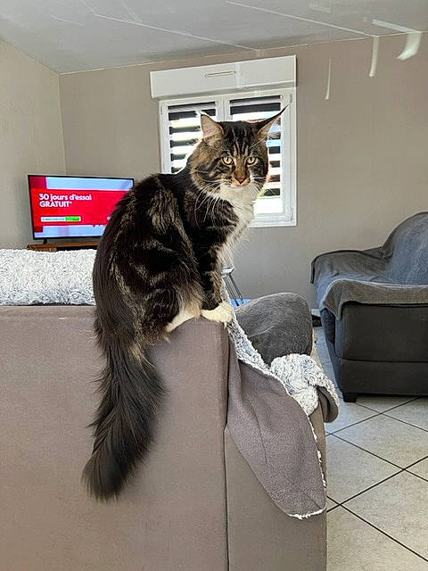 Raven participe au concours pour gagner de l'argent avec cette photo : bag, cardboard, carnivore, cat, comfort, computer_monitor, couch, domestic_short_haired_cat, felidae, floor, flooring, fur, paw, plant, room, sitting, small_to_medium_sized_cats, tail, whiskers, window