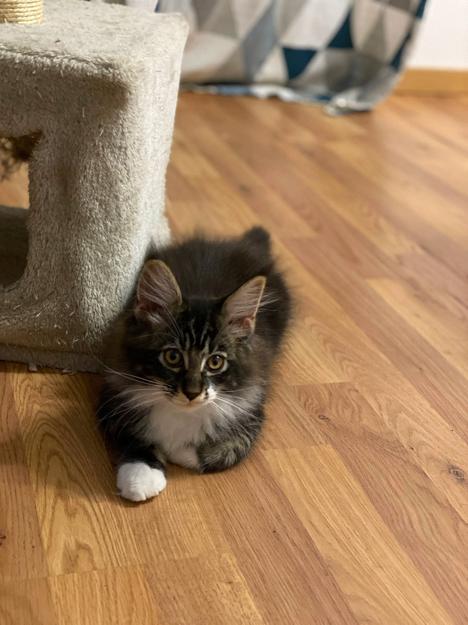 Raven a rejoint le concours — aidez-le/la à gagner de superbes lots ! brown, carnivore, cat, domestic_short_haired_cat, felidae, floor, flooring, fur, grey, hardwood, laminate_flooring, paw, plank, small_to_medium_sized_cats, tail, varnish, whiskers, wood, wood_flooring, wood_stain