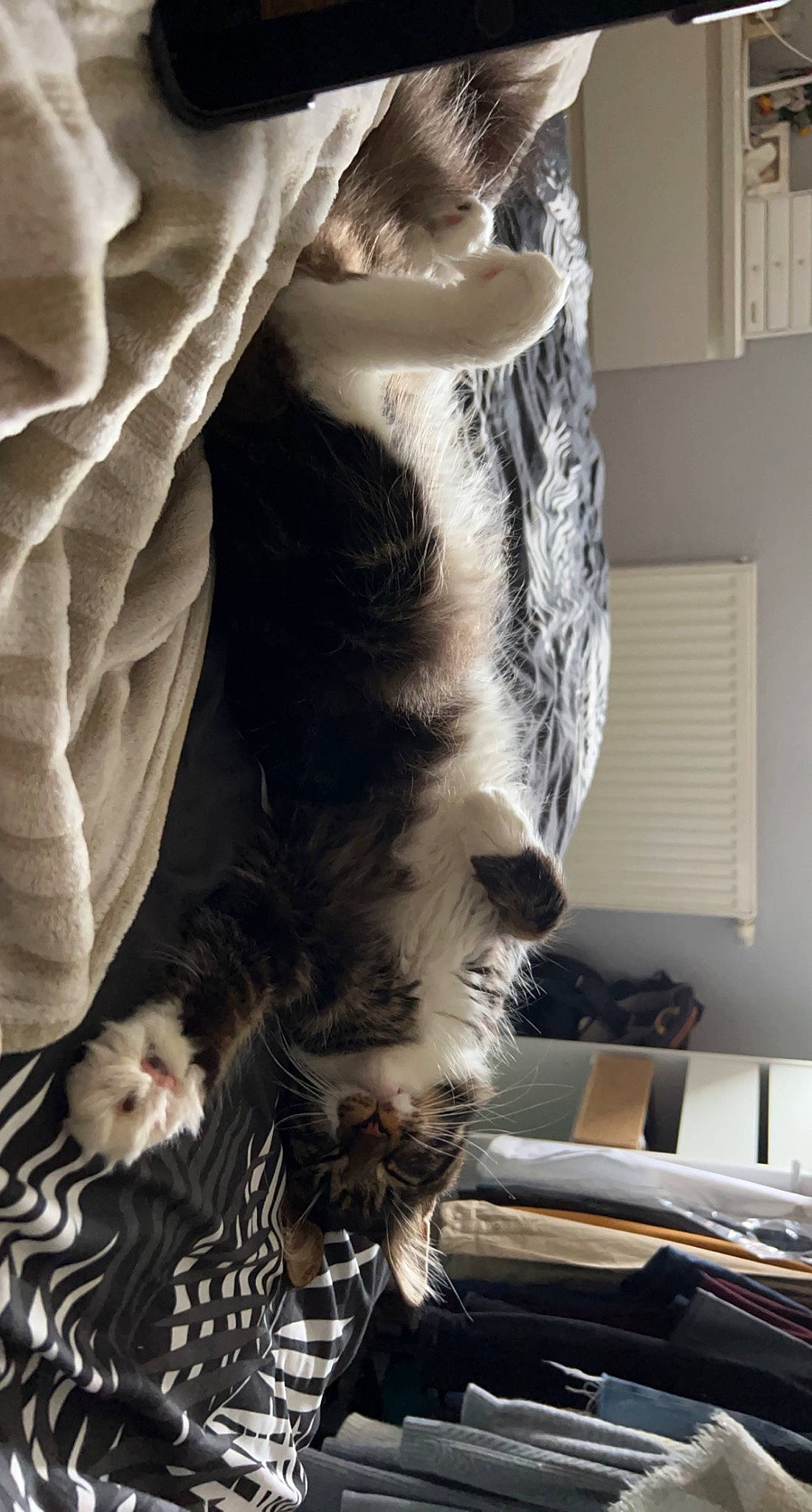 Raven participe au concours pour gagner de l'argent avec cette photo : carnivore, cat, claw, comfort, domestic_short_haired_cat, felidae, foot, fur, gesture, human_leg, nap, paw, small_to_medium_sized_cats, tail, tree, whiskers, window, wood