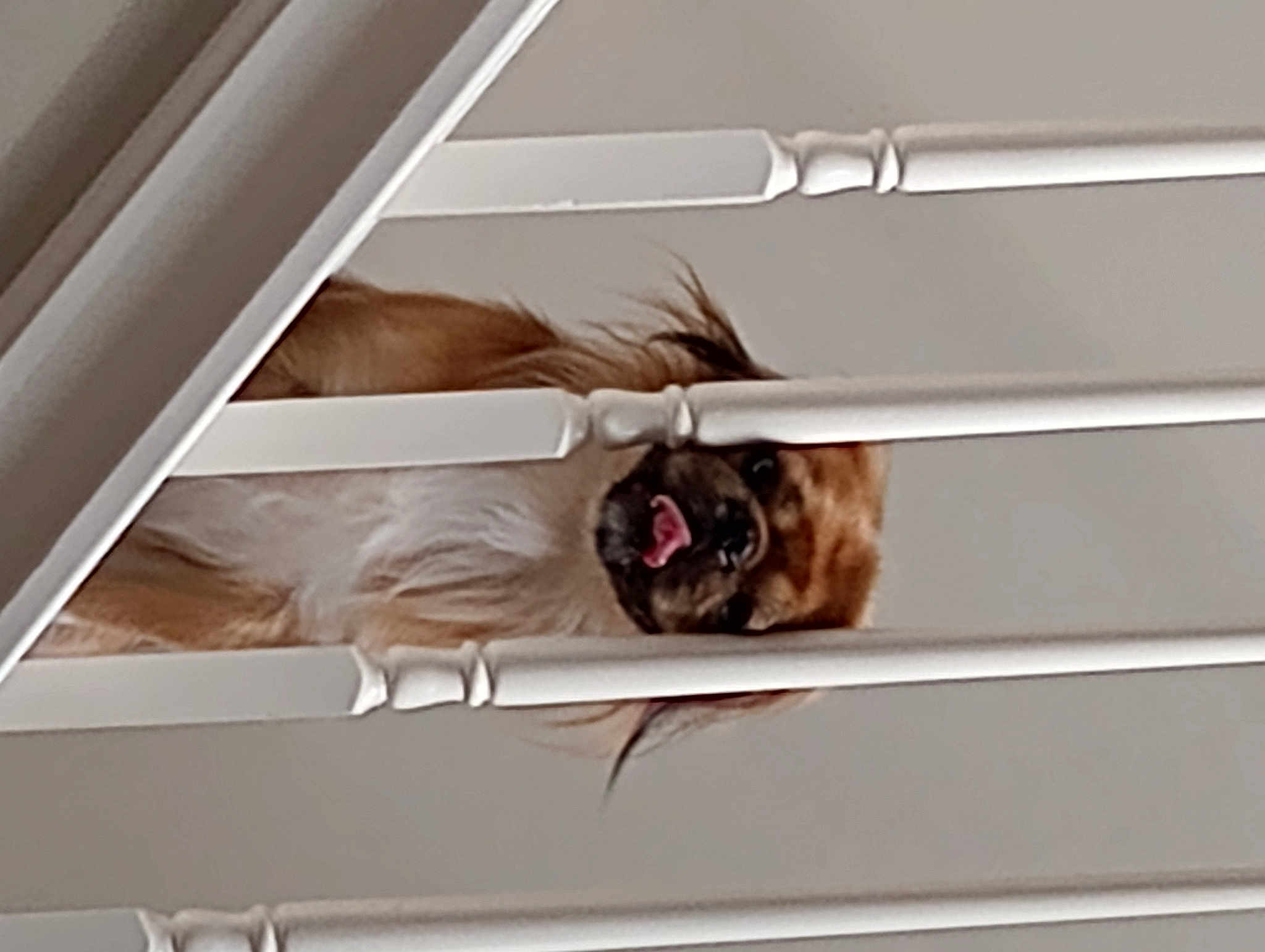 Ziggy