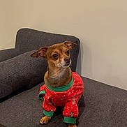 Dobby joined the competition — help win amazing prizes! alert, brown_dog, christmas_theme, couch, cozy, cute, dog, ears_up, gray_couch, green_trim, holiday, indoor, looking_away, pet, red_sweater, seated, short_hair, small_dog, sweater, wall