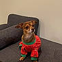 alert, brown_dog, christmas_theme, couch, cozy, cute, dog, ears_up, gray_couch, green_trim, holiday, indoor, looking_away, pet, red_sweater, seated, short_hair, small_dog, sweater, wall