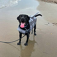 Turkey joined the competition — help win amazing prizes! dog, labrador, black_dog, beach, sand, ocean, water, wet, life_jacket, leash, tongue_out, happy, portrait, paws, reflection, waves, pebble, coastal, playful, outdoor