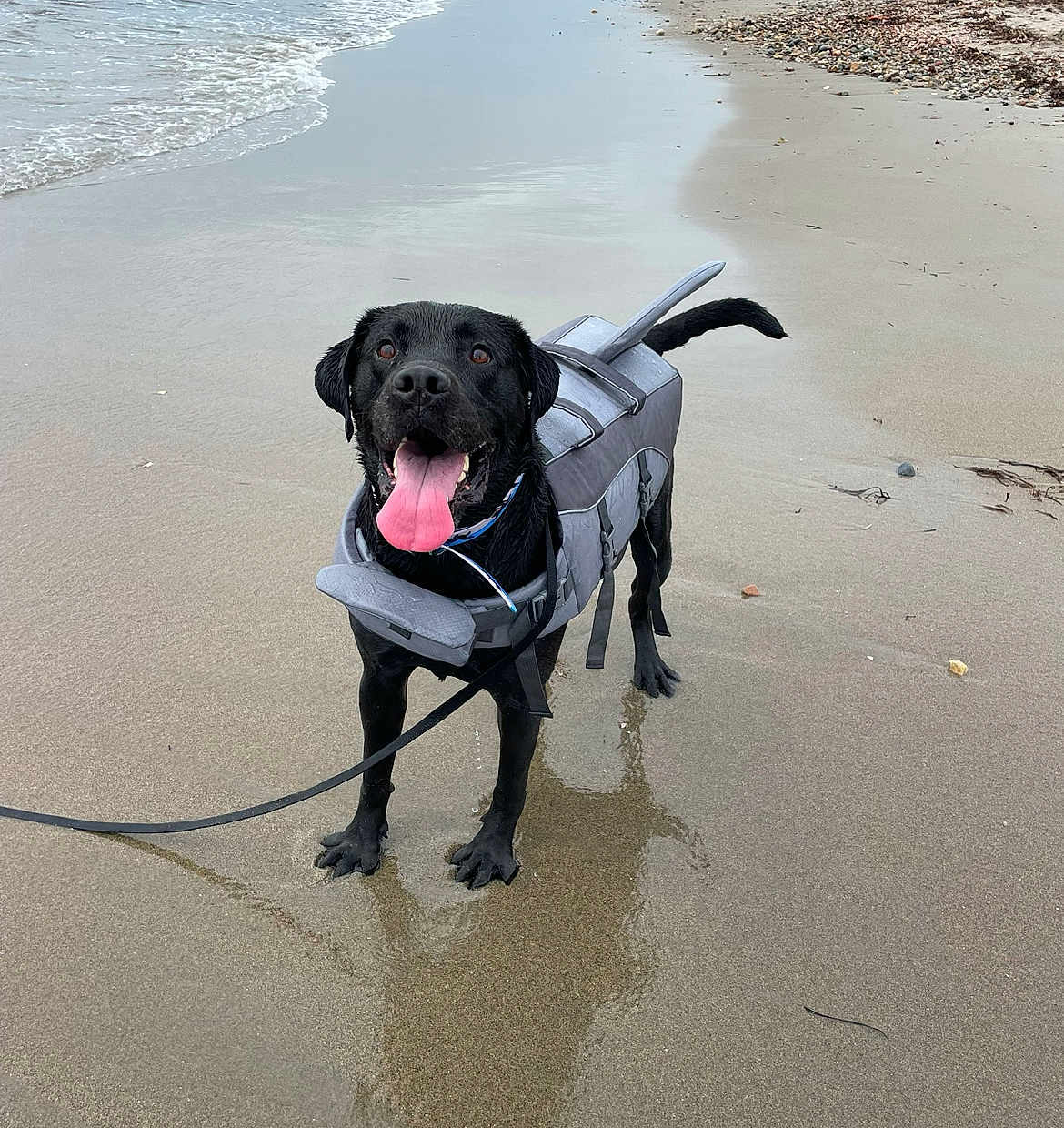 Turkey joined the competition — help win amazing prizes! dog, labrador, black_dog, beach, sand, ocean, water, wet, life_jacket, leash, tongue_out, happy, portrait, paws, reflection, waves, pebble, coastal, playful, outdoor