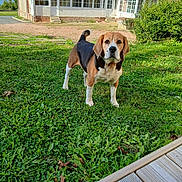 Jedi participe au concours pour gagner de l'argent avec cette photo : dog, beagle, grass, lawn, house, brick_building, windows, door, outdoor, pet, animal, canine, greenery, sunlight, daytime, nature, curious, alert, ears, tail