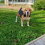 dog, beagle, grass, lawn, house, brick_building, windows, door, outdoor, pet, animal, canine, greenery, sunlight, daytime, nature, curious, alert, ears, tail