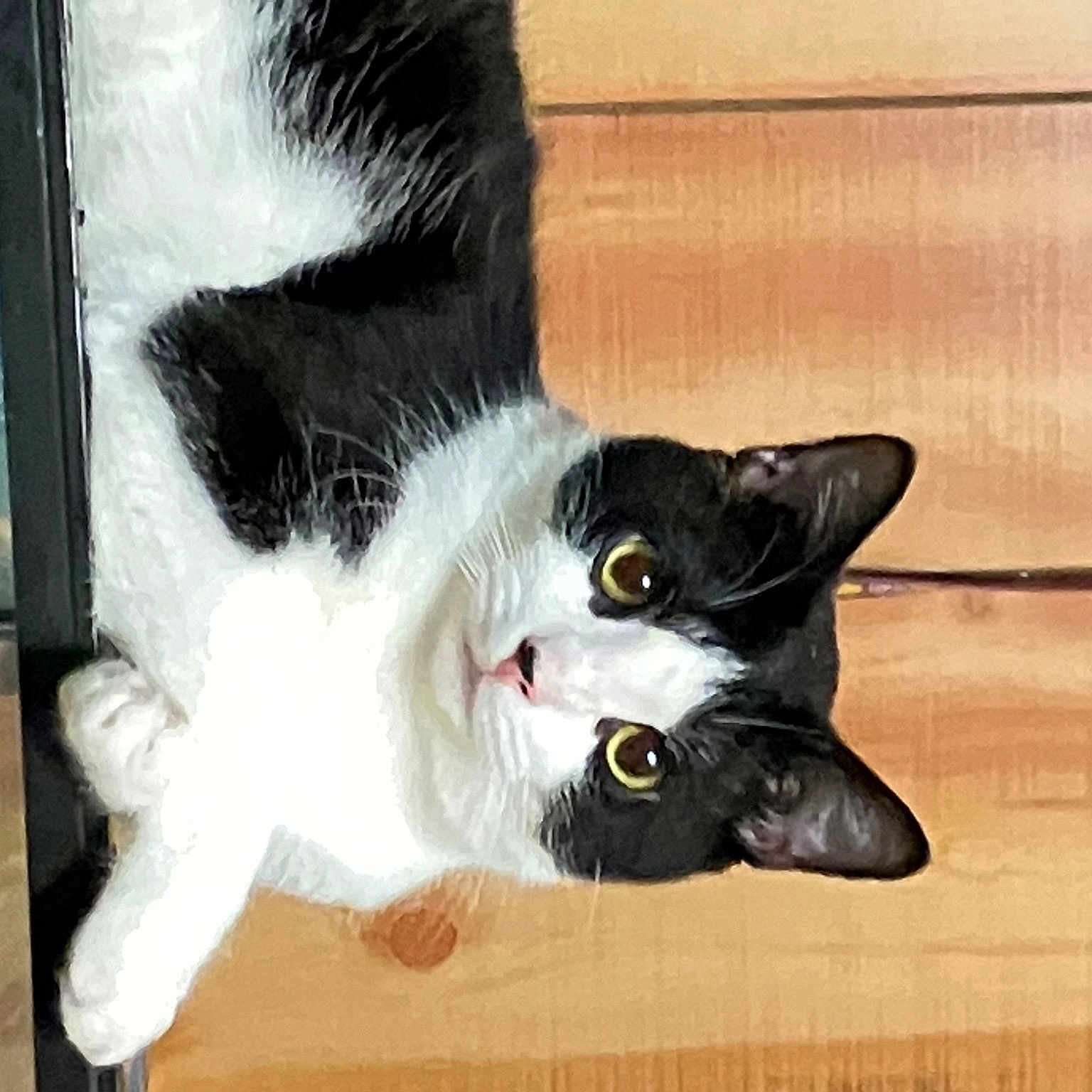 Oreo joined the competition — help win amazing prizes! art, black_cat, carnivore, cat, claw, domestic_short_haired_cat, felidae, flooring, fur, hardwood, paw, small_to_medium_sized_cats, snout, tail, whiskers, window, wood, wood_stain