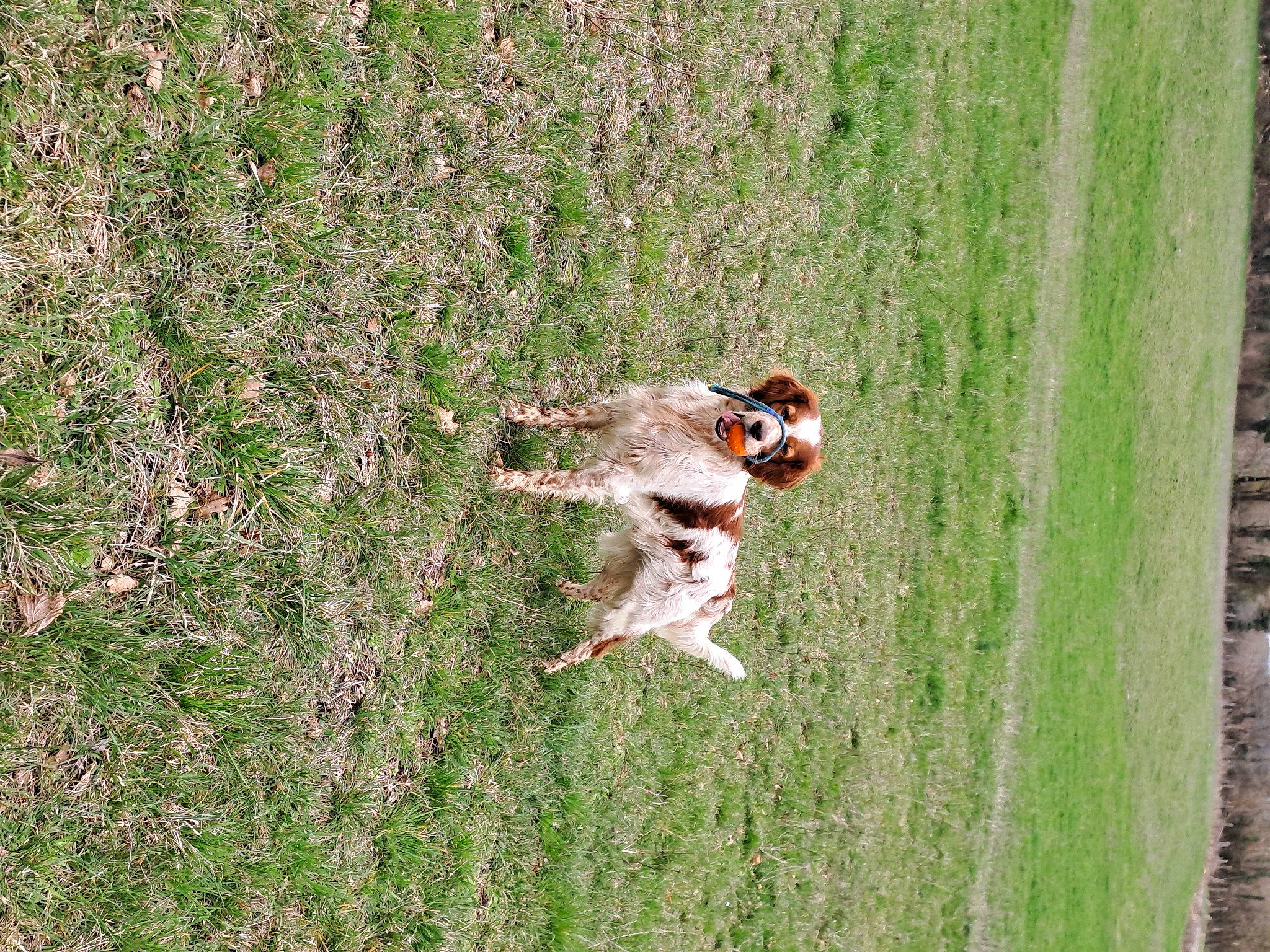 Oslo participe au concours pour gagner de l'argent avec cette photo : beak, duck, field, grass, grass_family, grassland, groundcover, landscape, lawn, meadow, pasture, people_in_nature, plant, player, prairie, soil, sports, tree, wildlife, wood