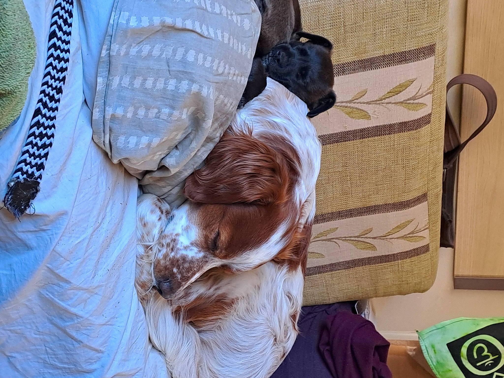 Oslo a rejoint le concours — aidez-le/la à gagner de superbes lots ! comfort, companion_dog, fawn, fur, hair_coloring, linens, logo, pattern, room, sporting_group, textile, thread, tree, wool, wrinkle