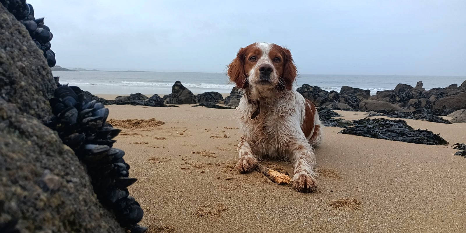 Oslo participe au concours pour gagner de l'argent avec cette photo : beach, carnivore, cloud, companion_dog, dog, dog_breed, gun_dog, horizon, landscape, liver, ocean, rock, sand, sky, soil, spaniel, sporting_group, water, wind_wave, wood