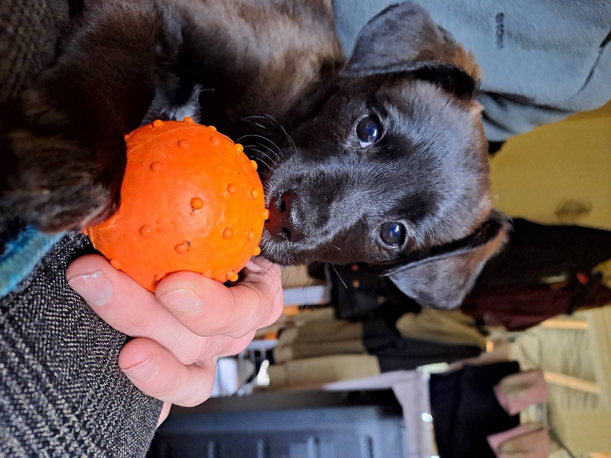 Kiera a rejoint le concours — aidez-le/la à gagner de superbes lots ! ball, canidae, carnivore, collar, companion_dog, dog, dog_breed, dog_collar, dog_toy, ear, fashion_accessory, guard_dog, hat, helmet, personal_protective_equipment, plant, snout, sporting_group, toy, working_animal