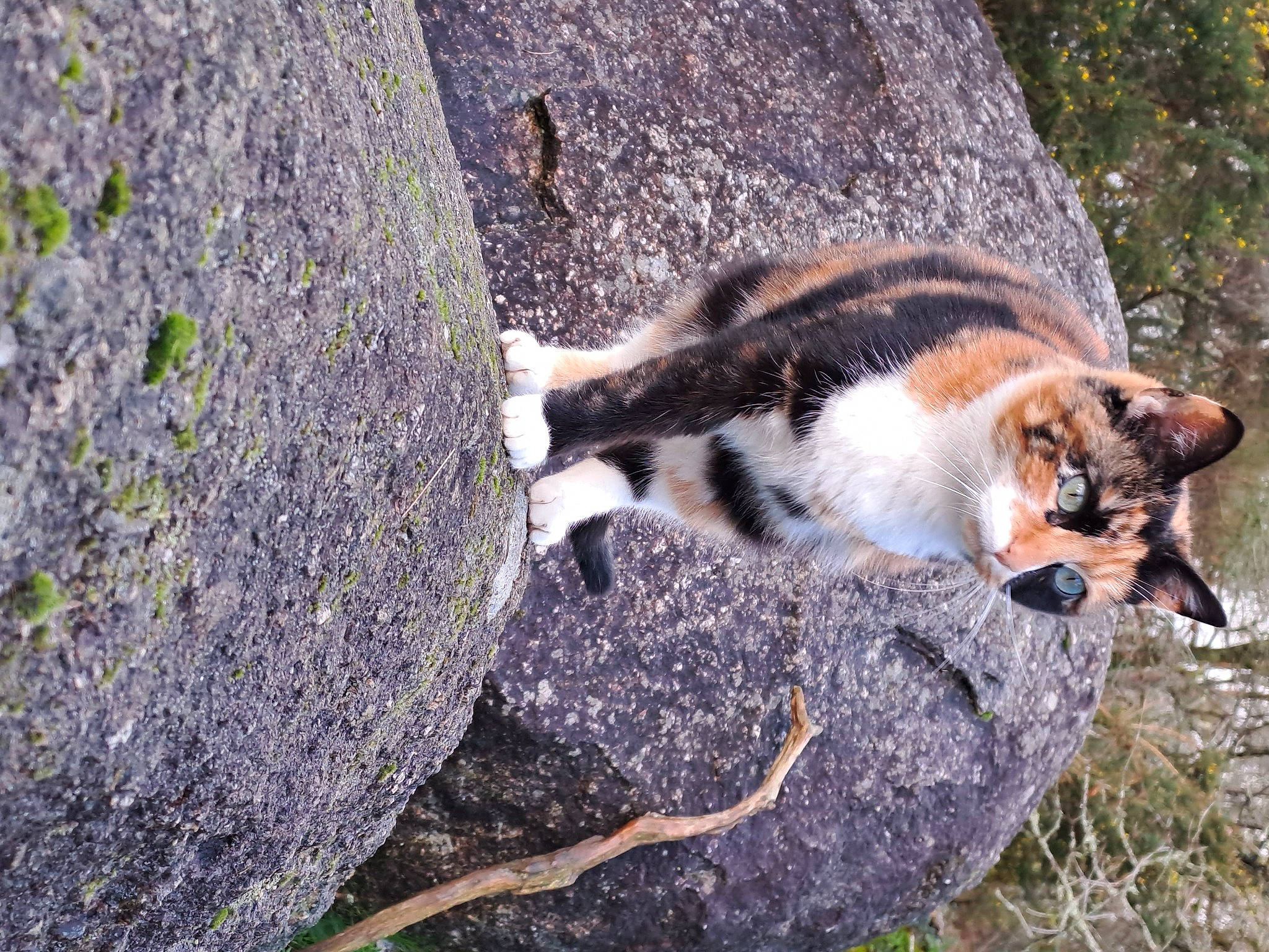 Happy participe au concours pour gagner de l'argent avec cette photo : canidae, carnivore, cat, dog_breed, domestic_short_haired_cat, fawn, felidae, fur, grass, organism, plant, small_to_medium_sized_cats, snout, soil, tail, terrestrial_animal, tree, trunk, whiskers, wood