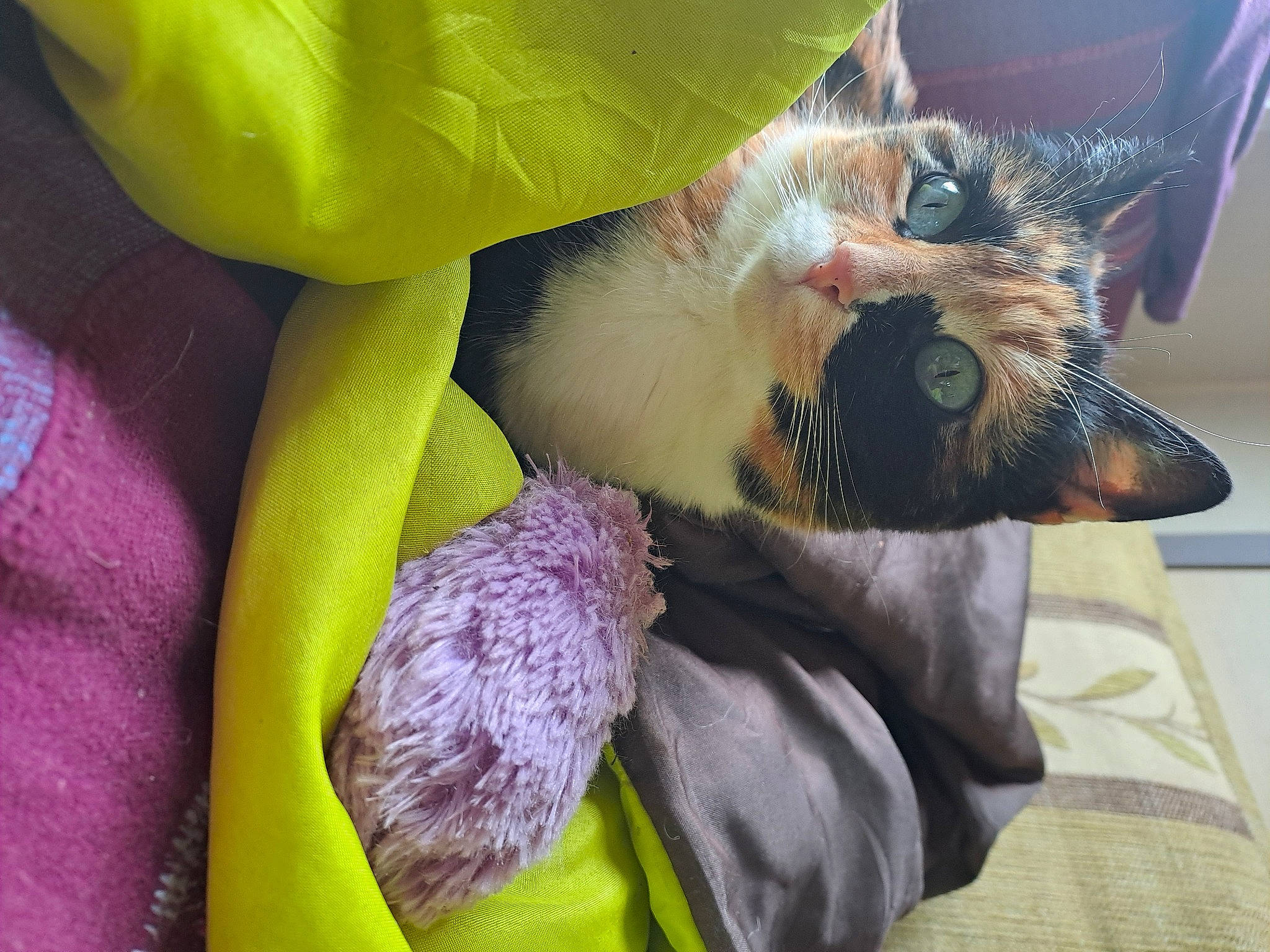 Happy participe au concours pour gagner de l'argent avec cette photo : beak, carnivore, cat, claw, domestic_short_haired_cat, fawn, feather, felidae, flower, flowering_plant, fur, magenta, paw, petal, plant, small_to_medium_sized_cats, snout, tail, whiskers, yellow