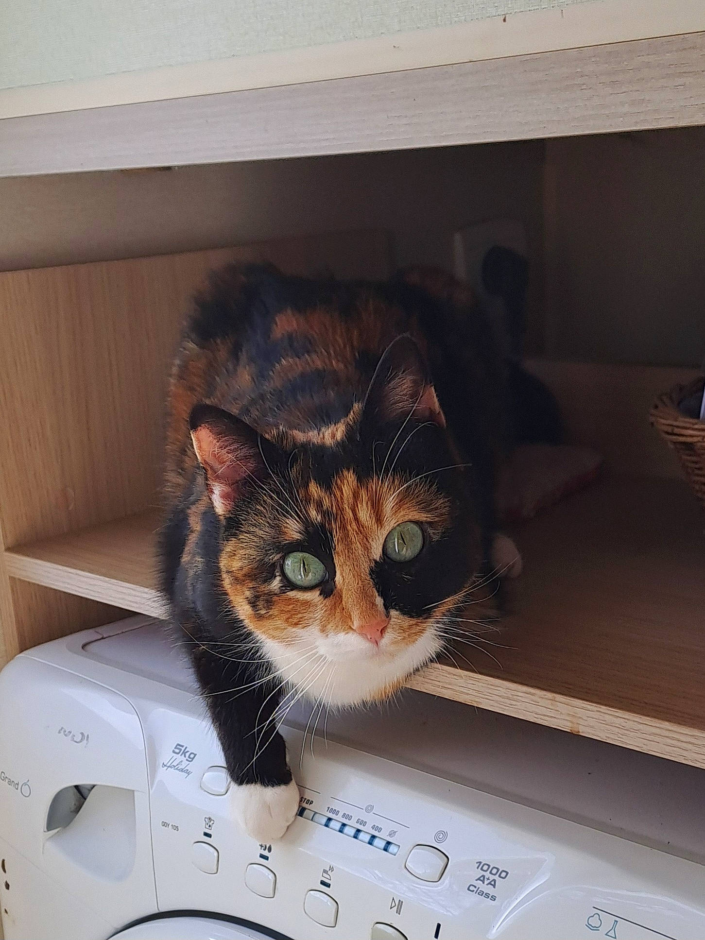 Happy participe au concours pour gagner de l'argent avec cette photo : box, cardboard, carnivore, carton, cat, comfort, computer_monitor, domestic_short_haired_cat, felidae, fur, packaging_and_labeling, packing_materials, paper_product, peripheral, shelf, shelving, shipping_box, small_to_medium_sized_cats, whiskers, window