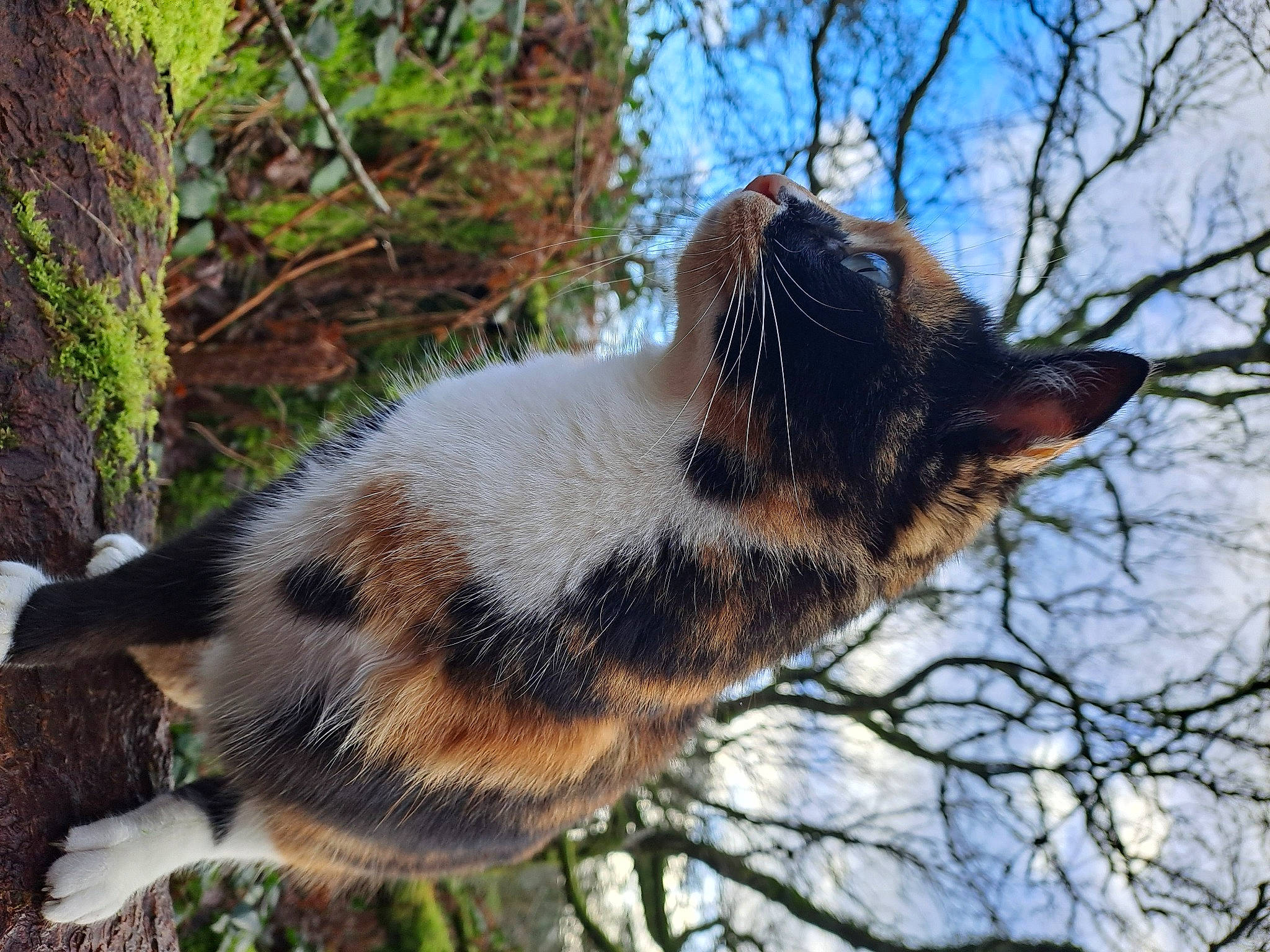 Happy participe au concours pour gagner de l'argent avec cette photo : branch, carnivore, cat, dog_breed, domestic_short_haired_cat, eye, fawn, felidae, grass, plant, sky, small_to_medium_sized_cats, snout, tail, terrestrial_animal, tree, twig, whiskers, window, wood