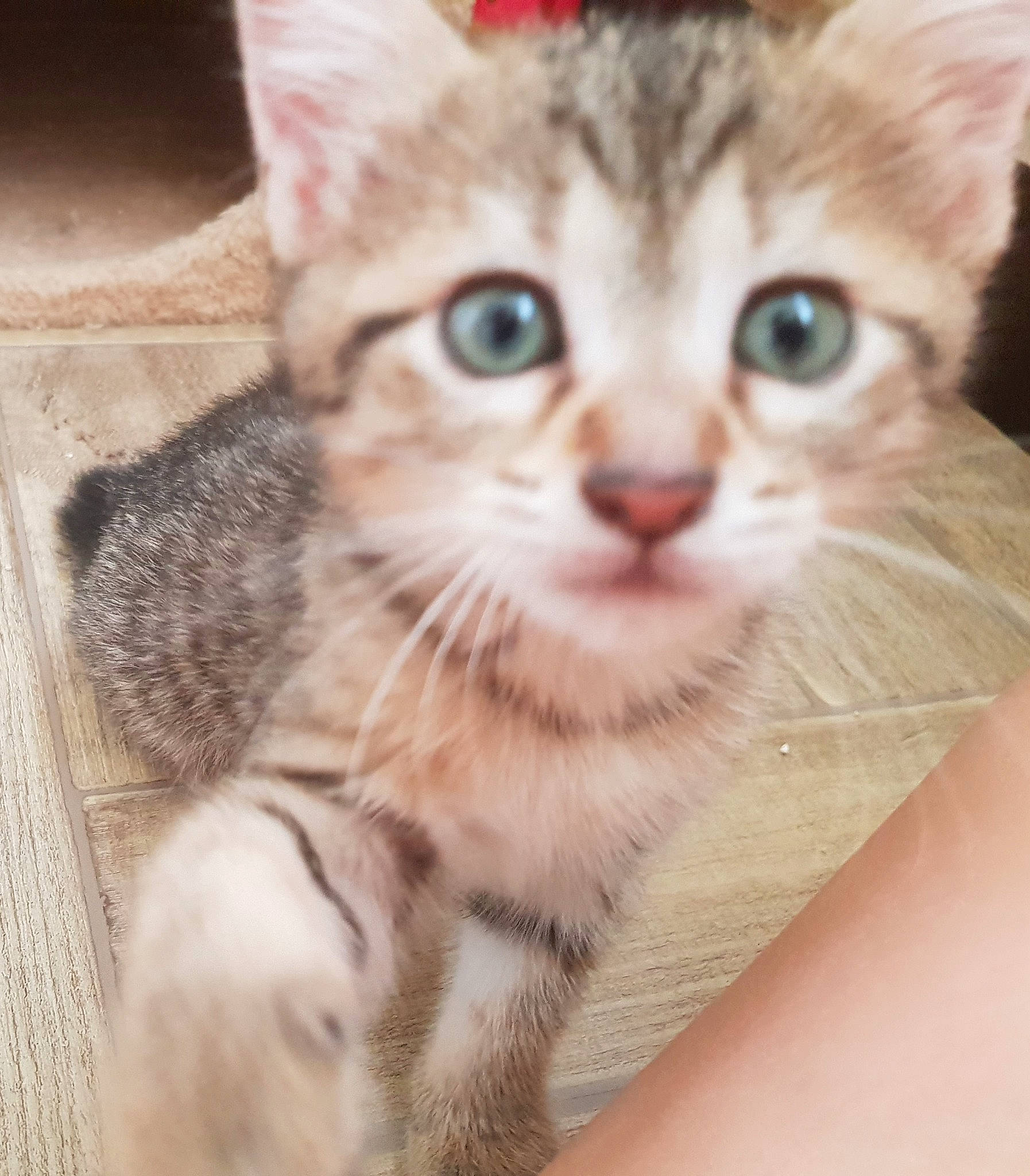 Tagada a rejoint le concours — aidez-le/la à gagner de superbes lots ! aegean_cat, american_shorthair, arabian_mau, asian, australian_mist, carnivore, cat, domestic_short_haired_cat, dragon_li, egyptian_mau, european_shorthair, eye, felidae, kitten, mammal, singapura, small_to_medium_sized_cats, tabby_cat, vertebrate, whiskers