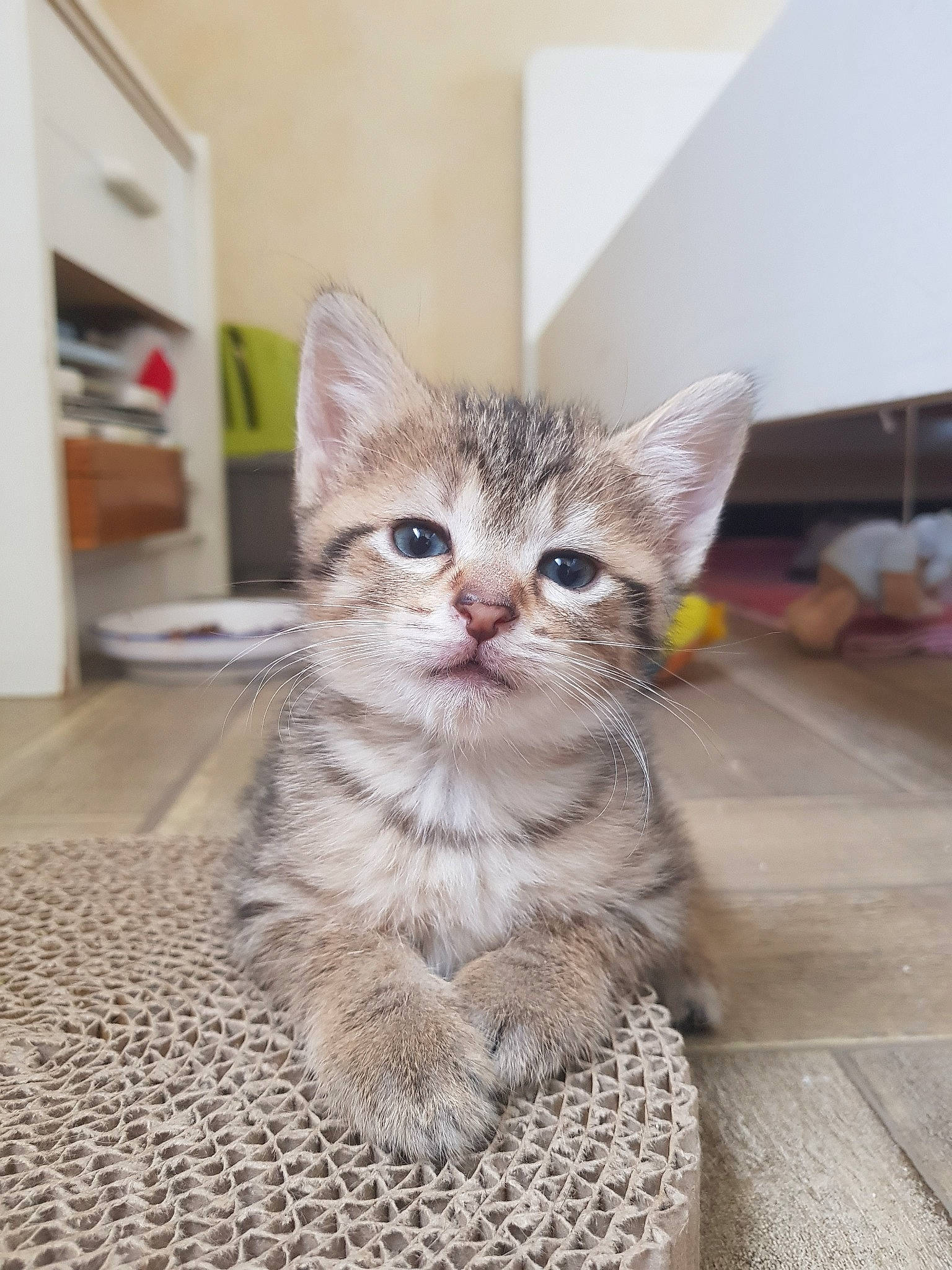 Tagada a rejoint le concours — aidez-le/la à gagner de superbes lots ! aegean_cat, american_shorthair, american_wirehair, asian, australian_mist, carnivore, cat, domestic_short_haired_cat, dragon_li, egyptian_mau, european_shorthair, felidae, kitten, mammal, pixie_bob, siberian, small_to_medium_sized_cats, tabby_cat, vertebrate, whiskers