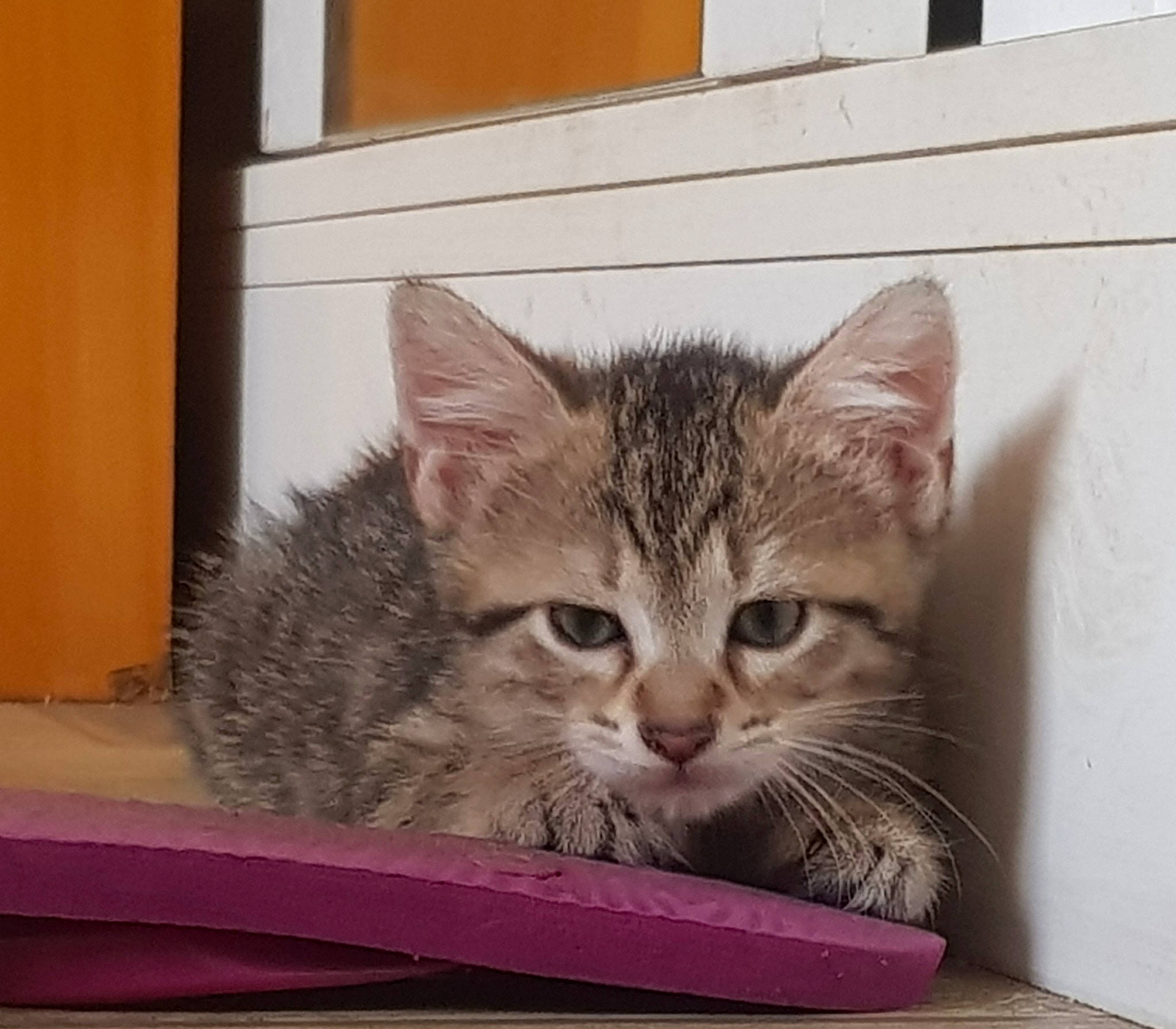 Tagada participe au concours pour gagner de l'argent avec cette photo : aegean_cat, american_shorthair, asian, australian_mist, california_spangled, carnivore, cat, domestic_short_haired_cat, dragon_li, european_shorthair, felidae, kitten, mammal, ocicat, pixie_bob, siberian, small_to_medium_sized_cats, tabby_cat, vertebrate, whiskers