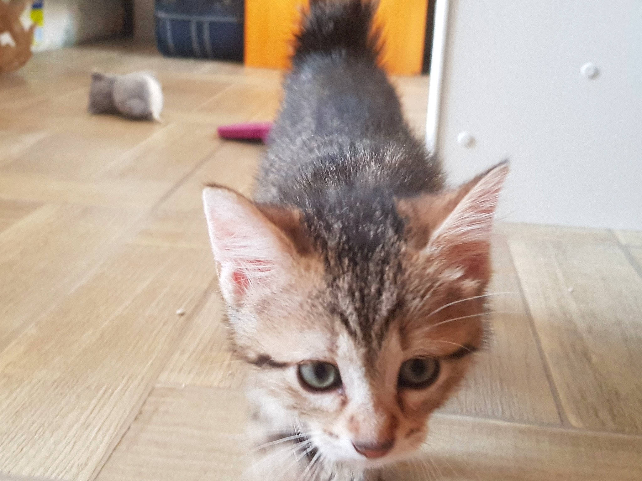 Tagada participe au concours pour gagner de l'argent avec cette photo : aegean_cat, american_curl, american_shorthair, american_wirehair, asian, bengal, carnivore, cat, domestic_short_haired_cat, dragon_li, egyptian_mau, european_shorthair, felidae, fur, kitten, mammal, small_to_medium_sized_cats, tabby_cat, vertebrate, whiskers