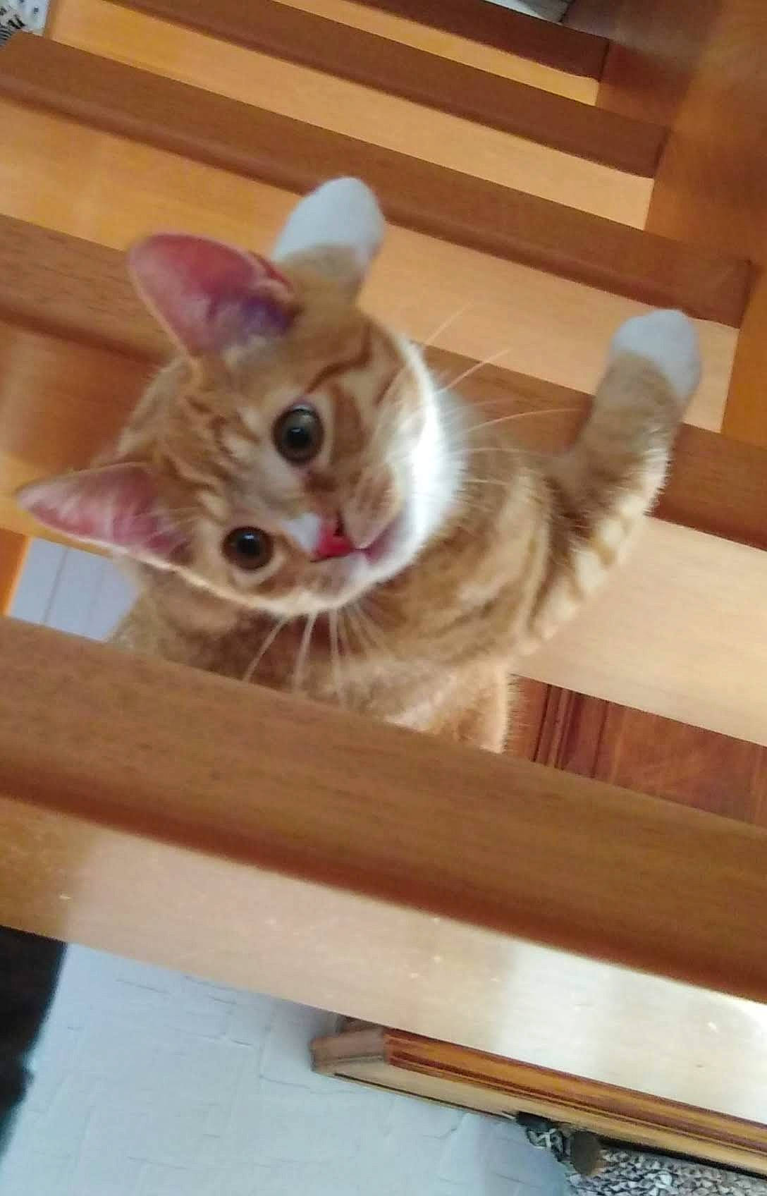 Tigrou