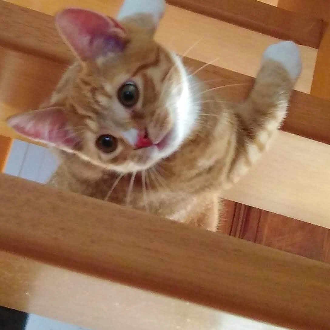 Tigrou