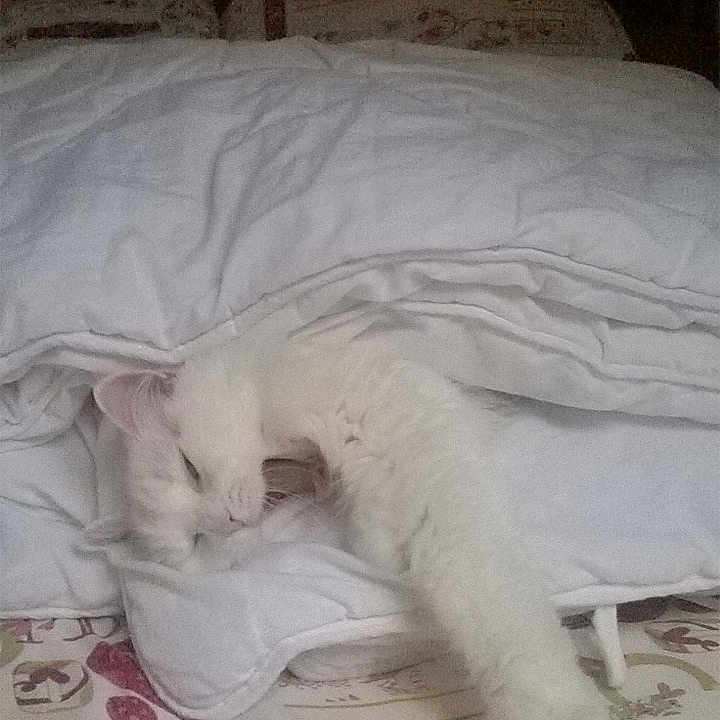 Bianca