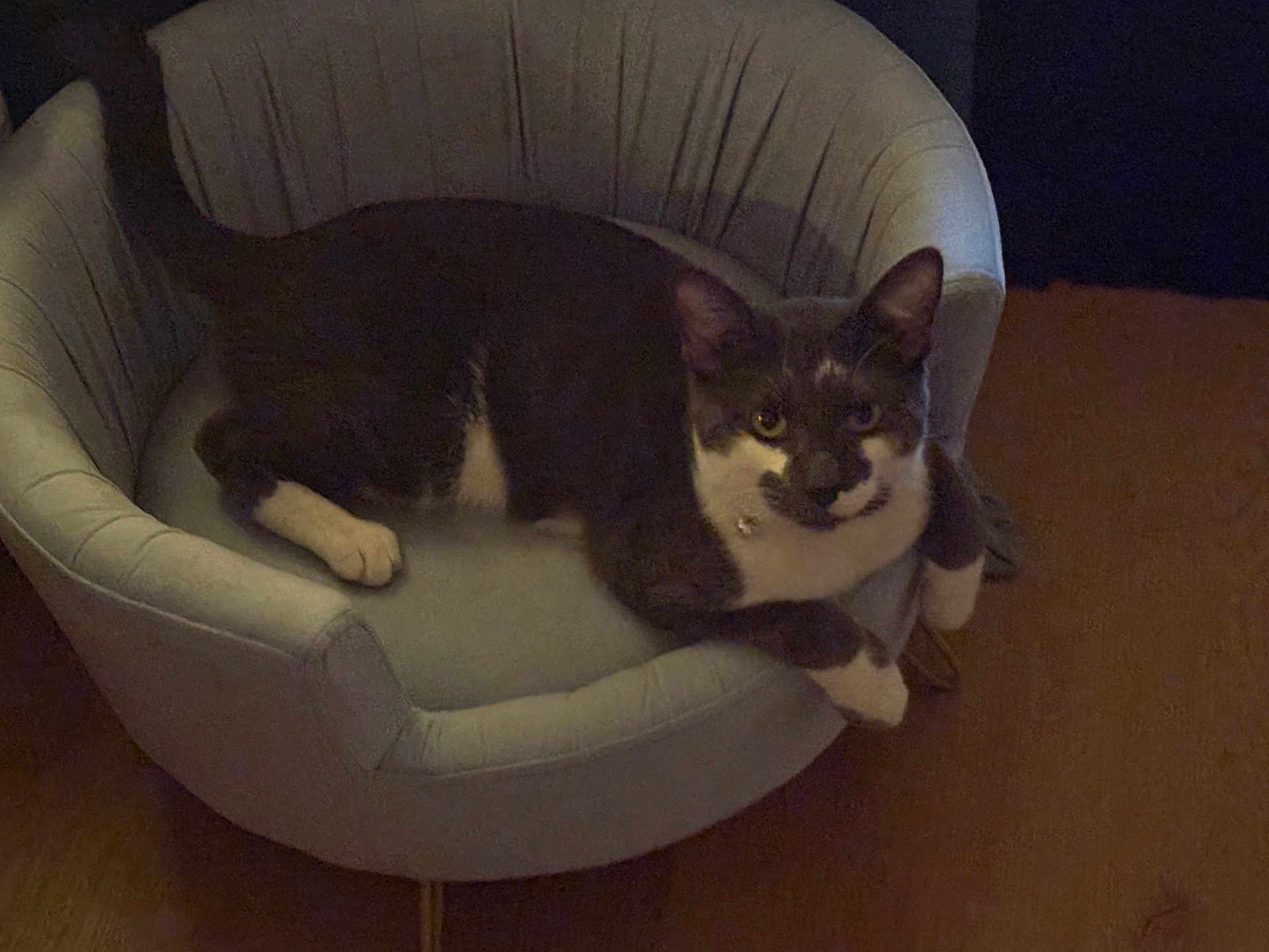 Domino