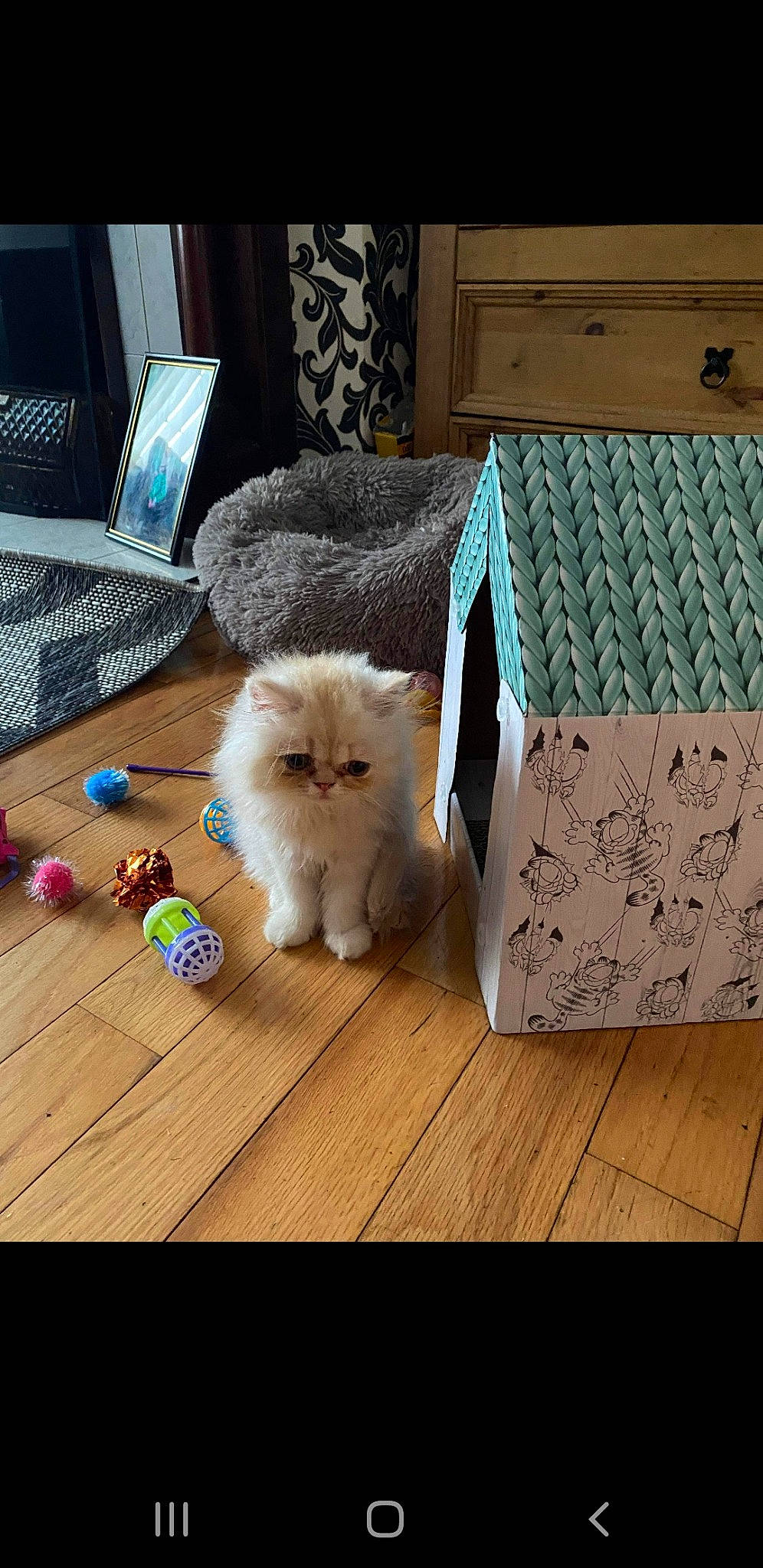 Herbie is registered to the contest to win money with this photo: carnivore, cat, companion_dog, computer_keyboard, fawn, felidae, floor, flooring, fur, hardwood, laminate_flooring, pattern, ragdoll, rectangle, small_to_medium_sized_cats, tail, whiskers, wood, wood_flooring, wood_stain