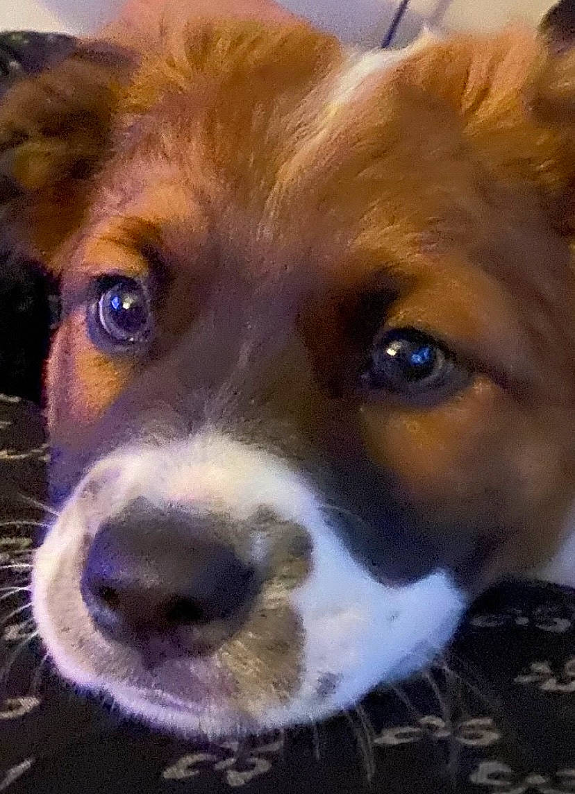 Angel joined the competition — help win amazing prizes! canidae, cardigan_welsh_corgi, carnivore, companion_dog, dog, dog_breed, fawn, fur, irishjacks, mammal, puppy, snout, sporting_group, terrestrial_animal, texas_heeler, toy_dog, vertebrate, whiskers, working_animal, working_dog