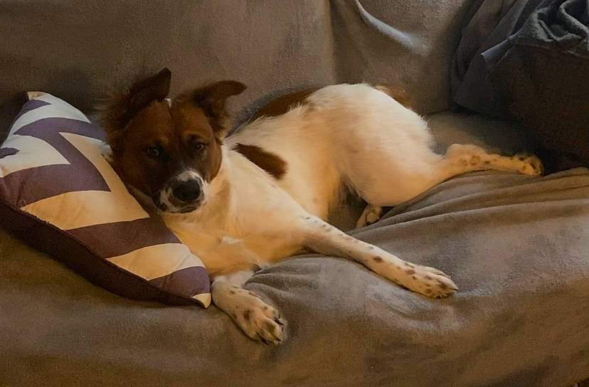 Angel is registered to the contest to win money with this photo: bored, canidae, carnivore, comfort, companion_dog, couch, dog, dog_breed, dog_supply, fawn, flooring, fur, linens, paw, snout, sporting_group, terrestrial_animal, toy_dog, whiskers, working_animal