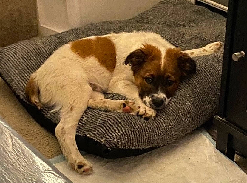 Angel joined the competition — help win amazing prizes! bored, canidae, carnivore, comfort, companion_dog, corgi_chihuahua, dog, dog_breed, dog_supply, fawn, flooring, fur, liver, paw, sporting_group, tail, terrestrial_animal, toy_dog, whiskers, working_animal