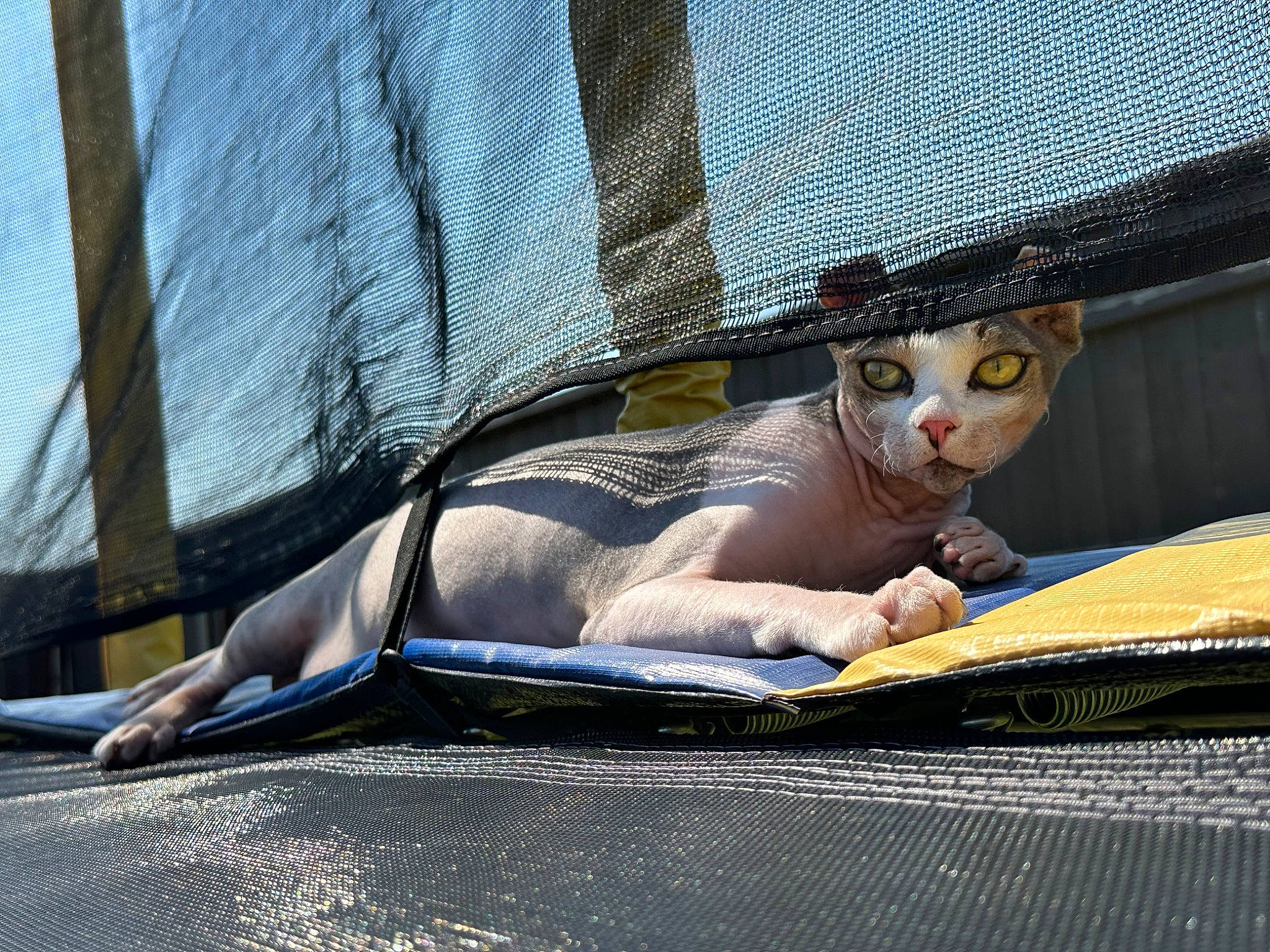 Georgia joined the competition — help win amazing prizes! automotive_exterior, automotive_lighting, carnivore, cat, comfort, domestic_short_haired_cat, fawn, felidae, fur, hat, hood, linens, mesh, sitting, small_to_medium_sized_cats, snout, tail, whiskers, windshield, wood