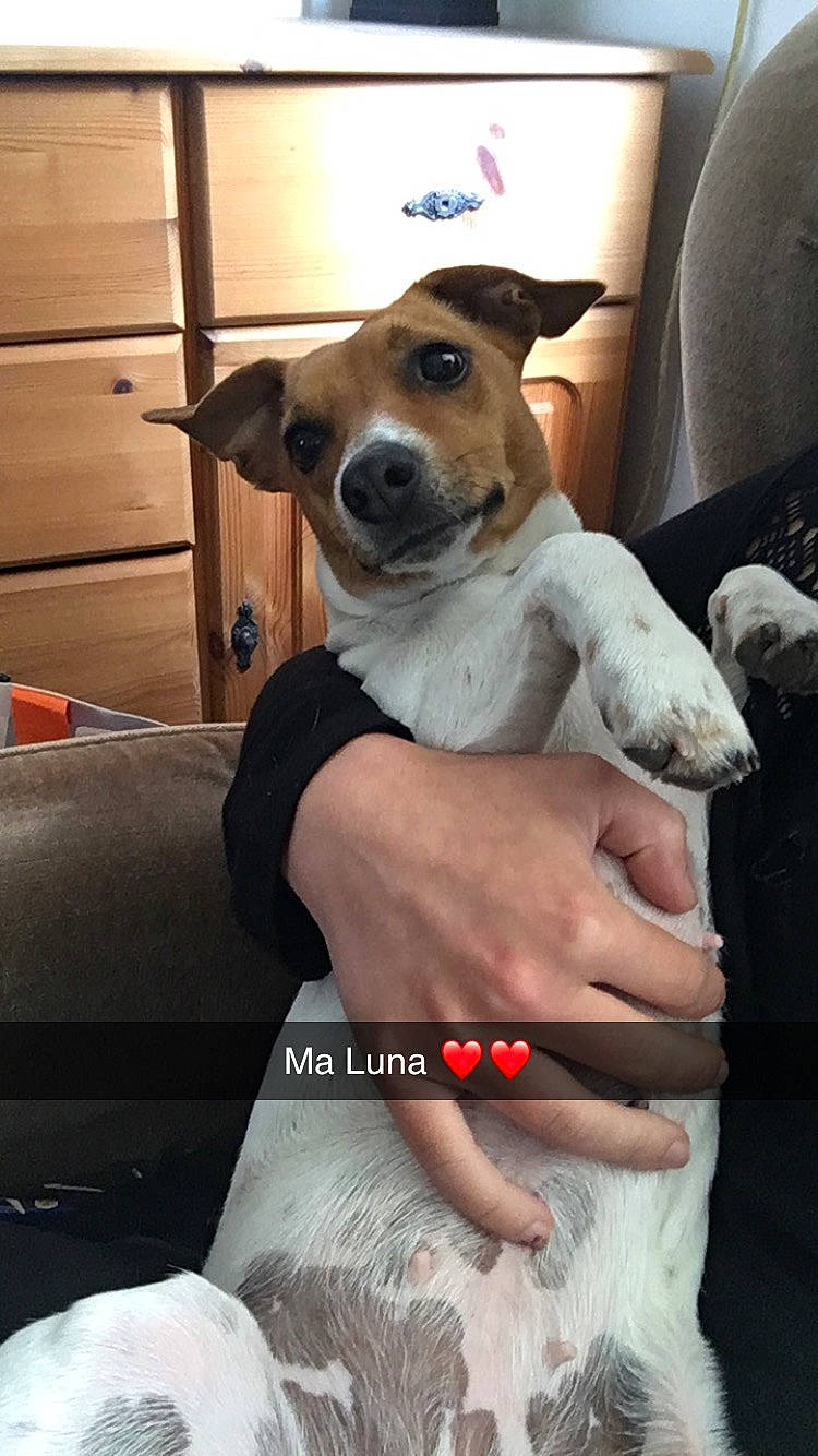 Luna a rejoint le concours — aidez-le/la à gagner de superbes lots ! canidae, car_seat, carnivore, collar, comfort, companion_dog, dog, dog_breed, dog_supply, fawn, nail, paw, pet_supply, snout, sporting_group, vertebrate, whiskers, working_animal, working_dog, wrist